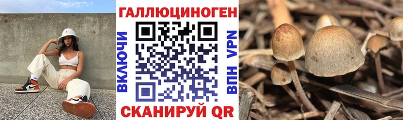 как найти наркотики  Моздок  Псилоцибиновые грибы Psilocybe 